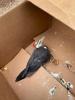 The injured pileated woodpecker ready to go to the rehab center. 08-09-21 Submitted photo